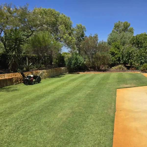 Healthy, aerated lawn maintained by Aveley Lawn Maintenance.