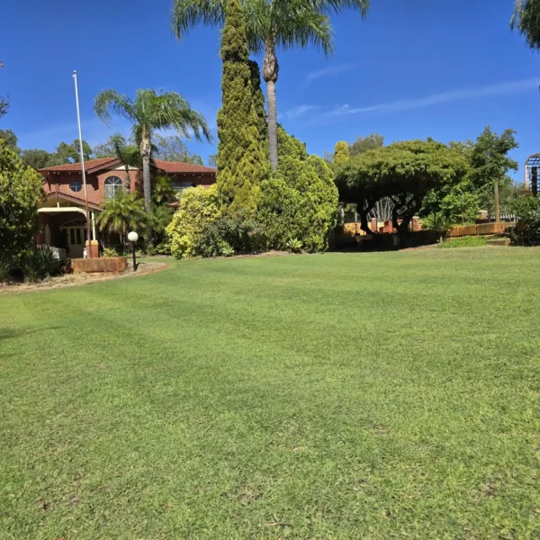 Healthy, aerated lawn maintained by Aveley Lawn Maintenance.