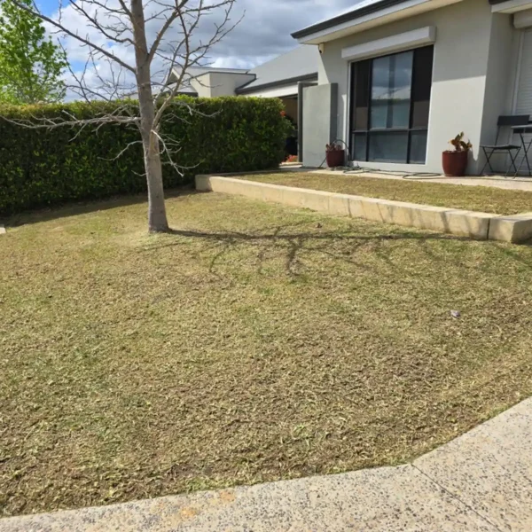 Healthy, aerated lawn maintained by Aveley Lawn Maintenance.